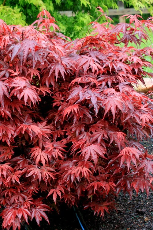 Shaina Dwarf Red Japanese Maple (Single Trunk / Standard) - 3 Gallon Pot - Image 4