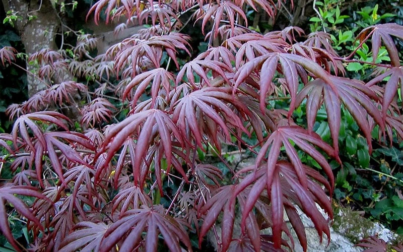 Trompenburg Japanese Maple - 5 Gallon Pot - Image 9
