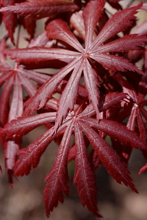 Trompenburg Japanese Maple - 5 Gallon Pot - Image 7
