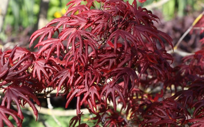 Trompenburg Japanese Maple - 5 Gallon Pot - Image 10