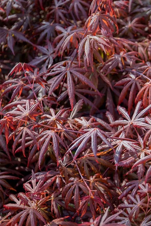 Trompenburg Japanese Maple - 5 Gallon Pot - Image 11