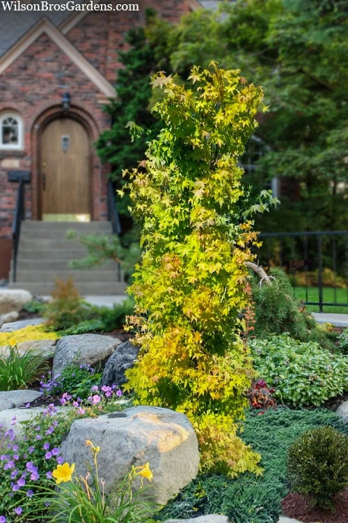 Skyscraper Columnar Japanese Maple - 1 Gallon Pot - Image 5