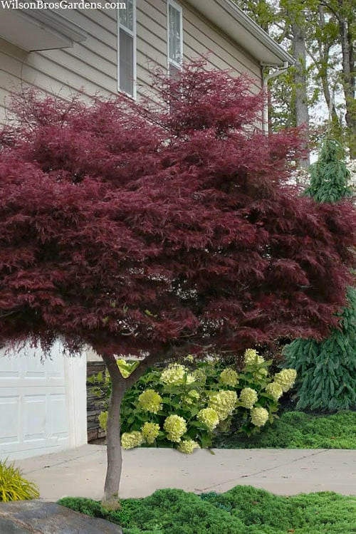 Tamukeyama Dwarf Red Japanese Maple - 5 Gallon Pot (High Grafted Tree Form)