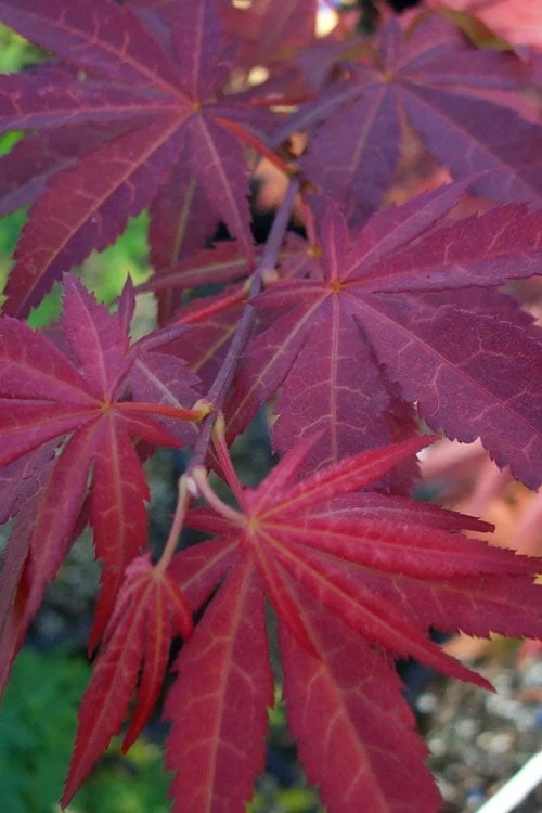 Yezo Nishiki Japanese Maple - 5 Gallon Pot (6-7') - Image 6