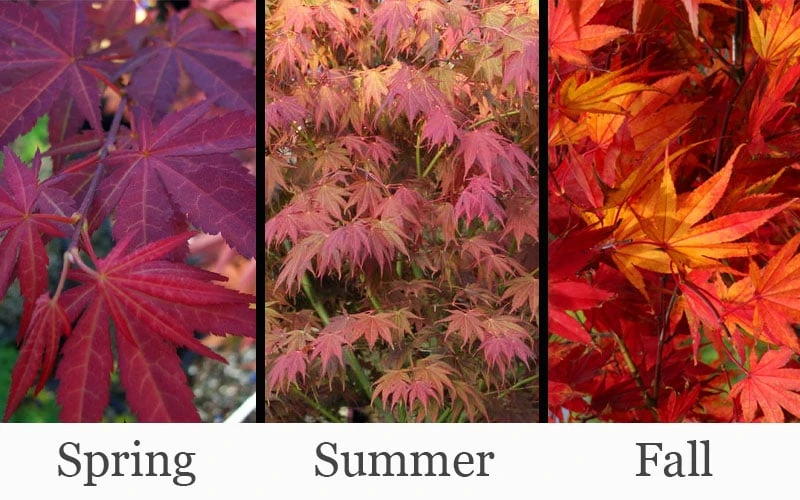 Yezo Nishiki Japanese Maple - 5 Gallon Pot (6-7') - Image 4