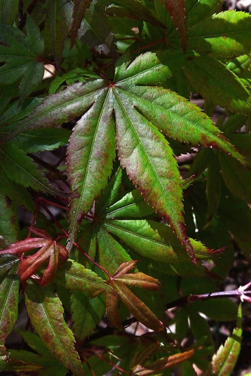 Yezo Nishiki Japanese Maple - 5 Gallon Pot (6-7') - Image 8