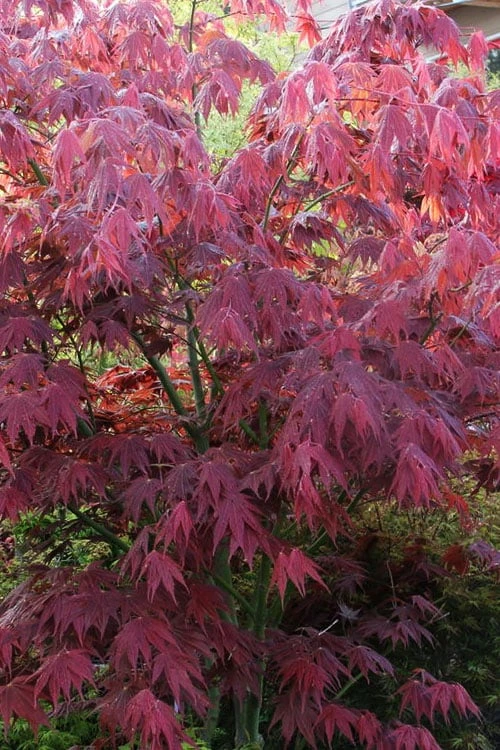 Yezo Nishiki Japanese Maple - 5 Gallon Pot (6-7') - Image 5