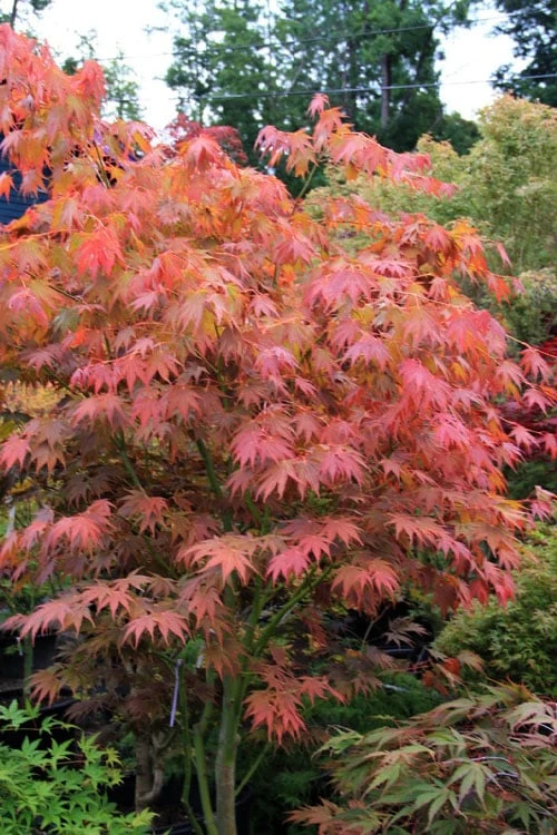 Yezo Nishiki Japanese Maple - 5 Gallon Pot (6-7') - Image 9