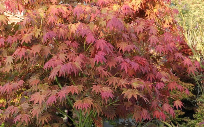 Yezo Nishiki Japanese Maple - 5 Gallon Pot (6-7') - Image 11