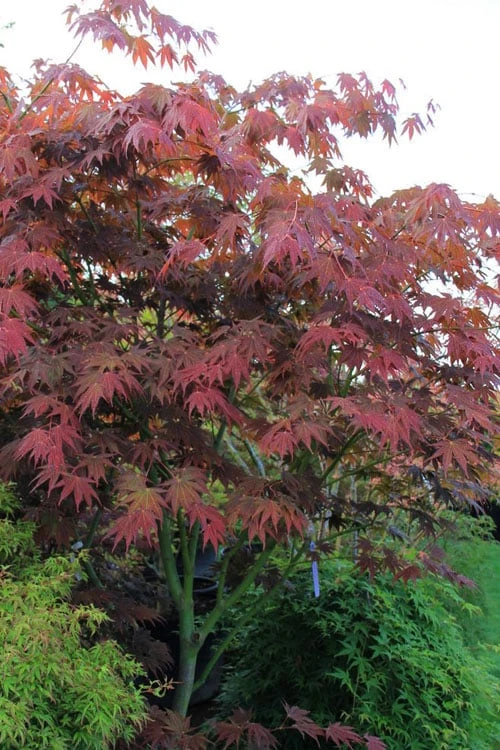 Yezo Nishiki Japanese Maple - 5 Gallon Pot (6-7') - Image 7