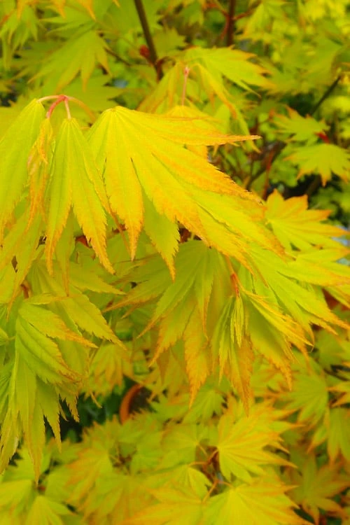 Jordan Golden Full Moon Japanese Maple - 3 Gallon Pot - Image 7