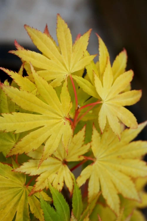 Jordan Golden Full Moon Japanese Maple - 3 Gallon Pot - Image 5