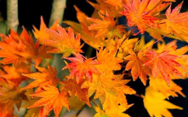 Jordan Golden Full Moon Japanese Maple - 3 Gallon Pot - Image 6