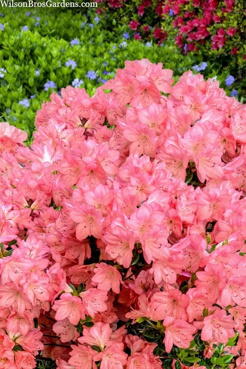 Blaauw's Pink Azalea - 3 Gallon Pot - Image 6