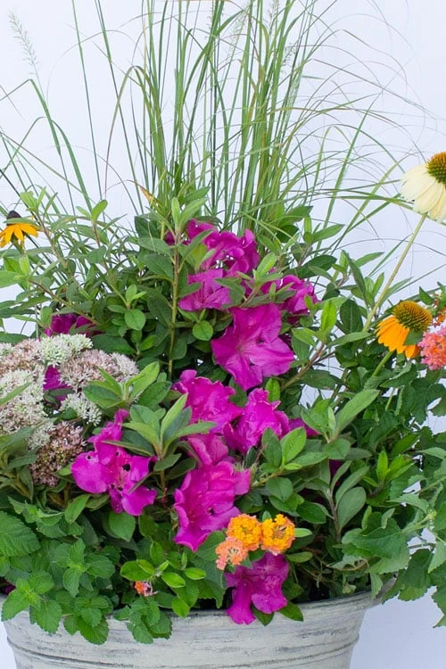 Echo Bloom 'N Again Azalea - 2 Gallon Pot - Image 6