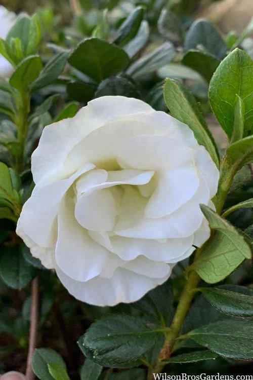 Snowball Bloom 'N Again Azalea - 2 Gallon Pot - Image 6