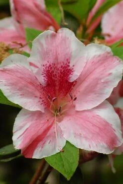 Lady Cavendish Azalea - 3 Gallon Pot