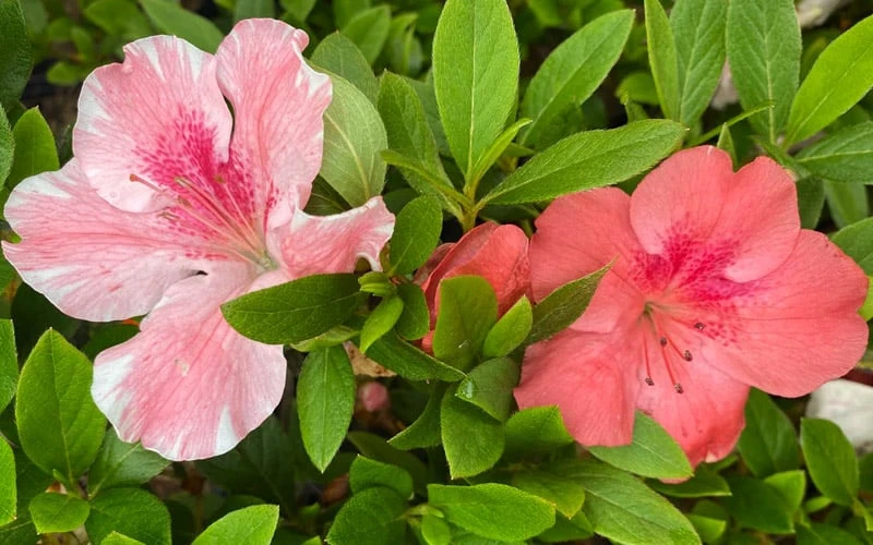 Lady Cavendish Azalea - 3 Gallon Pot - Image 5