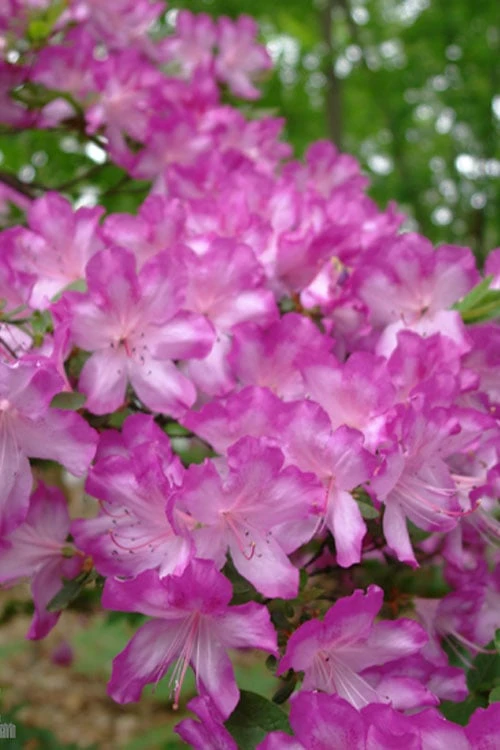 Fawn Azalea - 2 Gallon Pot - Image 6