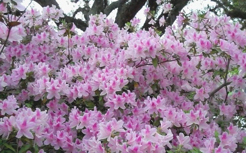 George L. Taber Southern Indica Azalea - 1 Gallon Pot - Image 5