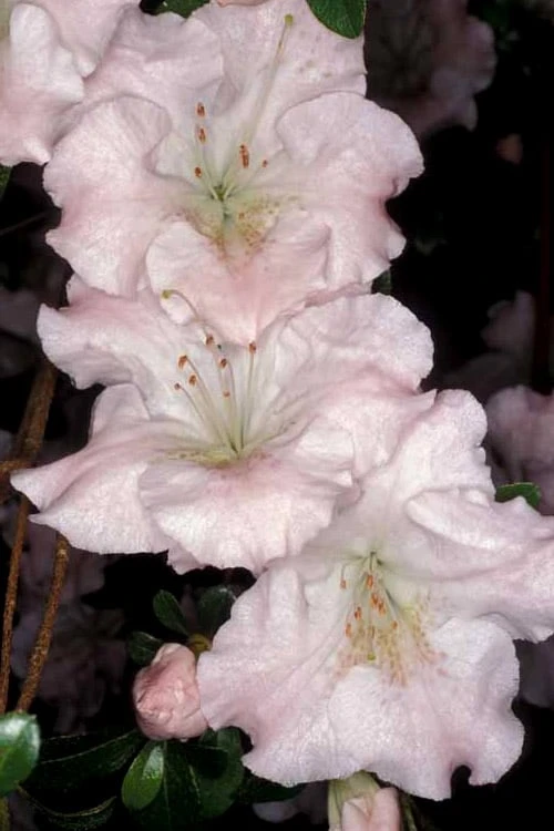 Gwenda Azalea (Robin Hill Hybrid) - 6 Pack Of 1 Gallon Pots - Image 5