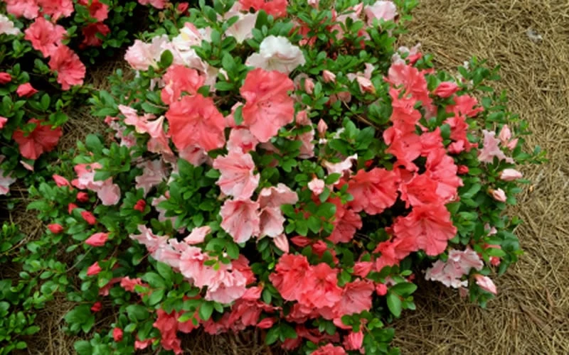 Hilda Niblett Azalea - 2 Gallon Pot - Image 8