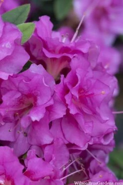 Perfecto Mundo Double Purple Reblooming Azalea - 3 Gallon Pot