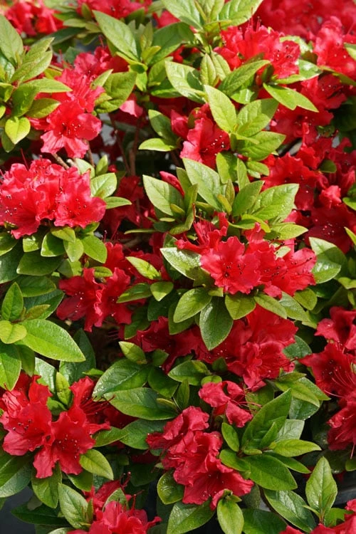 Perfecto Mundo Red Reblooming Azalea - 3 Pack Of Quart Pots - Image 6