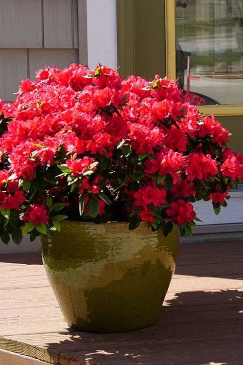 Perfecto Mundo Red Reblooming Azalea - 3 Gallon Pot