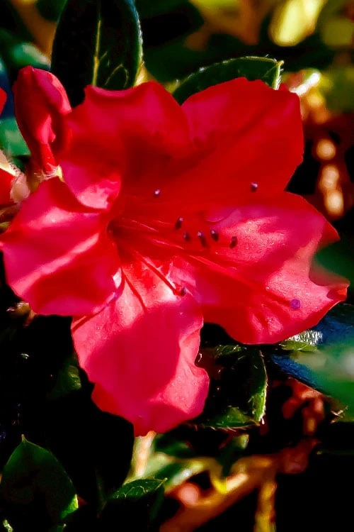 Perfecto Mundo Red Reblooming Azalea - 3 Pack Of Quart Pots - Image 7