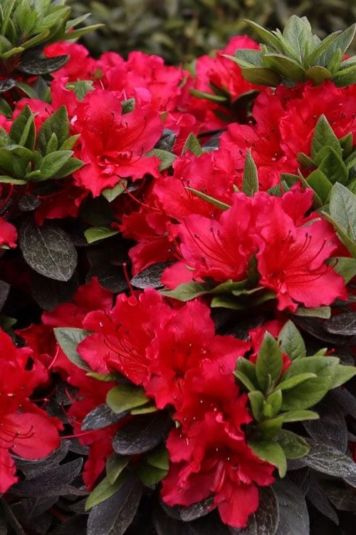 Perfecto Mundo Red Reblooming Azalea - 3 Gallon Pot - Image 4
