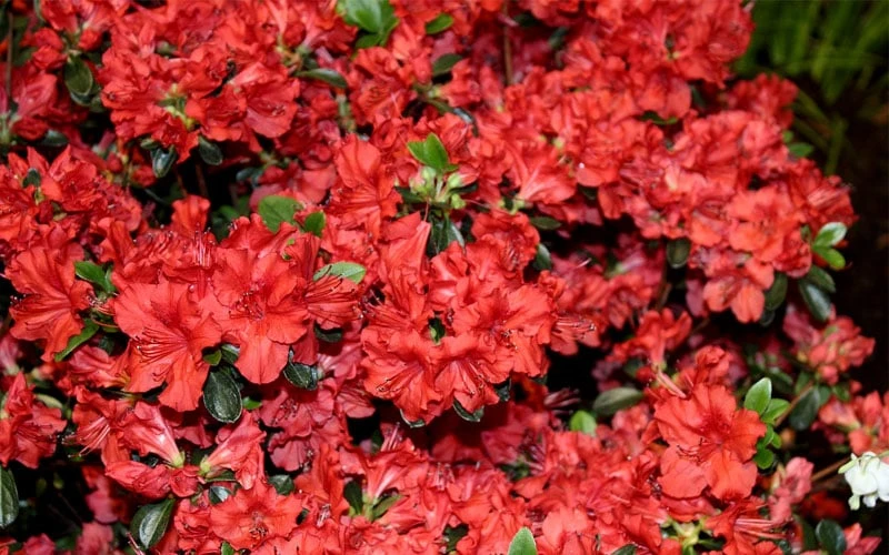 Stewartstonian Azalea - 3 Gallon Pot - Image 8