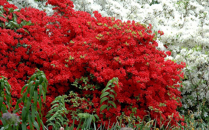 Stewartstonian Azalea - 3 Gallon Pot - Image 5