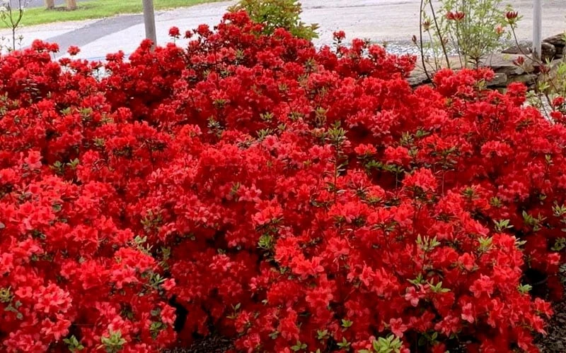 Stewartstonian Azalea - 3 Gallon Pot - Image 6