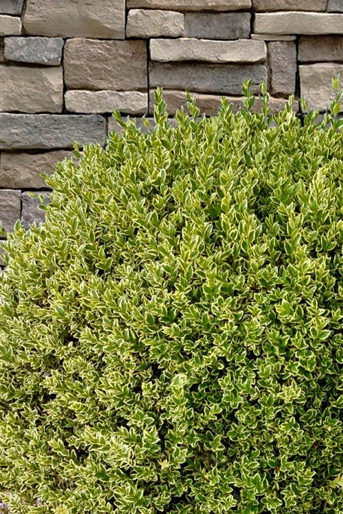 Variegated Boxwood (Buxus Sempervirens 'Aureovariegata') - 5 Gallon Pot - Image 7