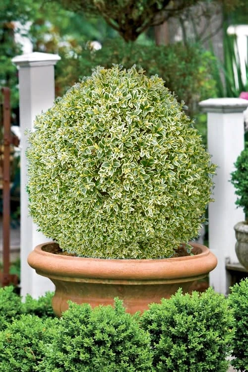 Elegans Variegated Boxwood - Buxus Sempervirens 'Elegantissima' - 3 Gallon Pot - Image 4