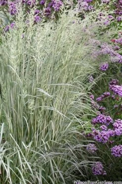 Avalanche Feather Reed Grass (Calamagrostis) - 3 Gallon Pot