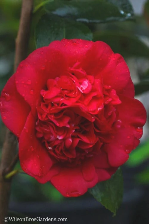 April Tryst Camellia Japonica - 3 Gallon Pot - Image 5