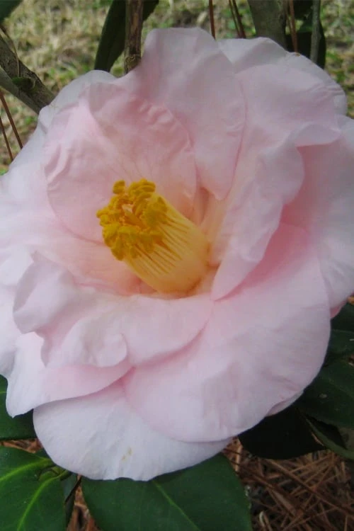 Moonlight Bay Camellia Japonica - 3 Gallon Pot - Image 4