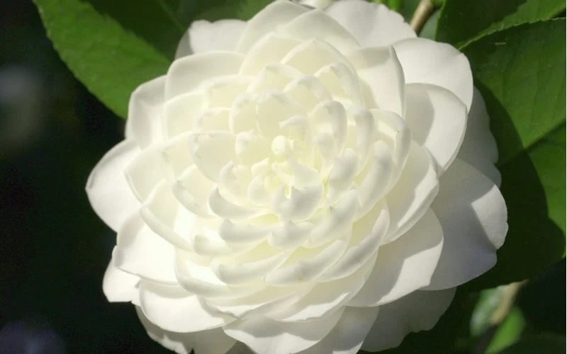 Sea Foam White Camellia Japonica - 1 Gallon Pot - Image 4