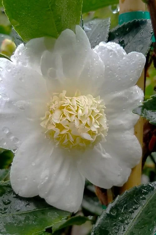 Winter's Snowman Camellia Hybrid - 5 Gallon Pot - Image 4