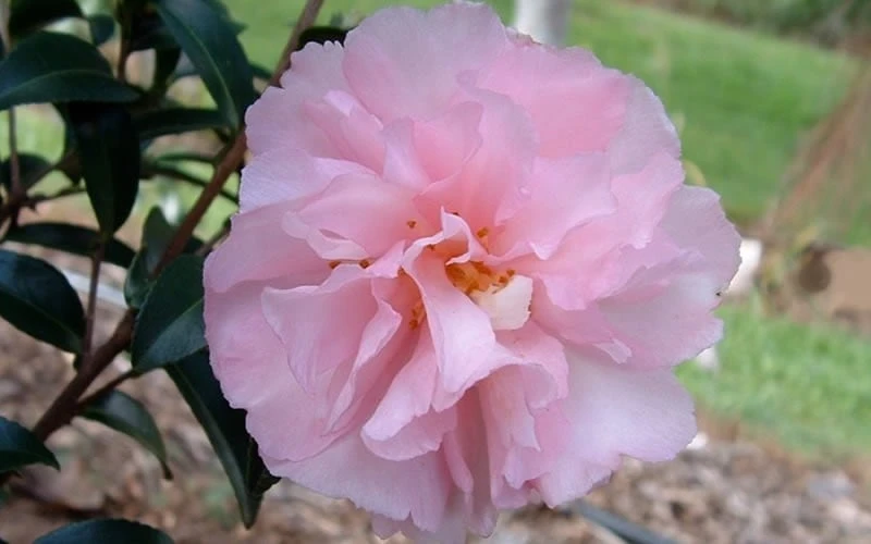 Cotton Candy Camellia Sasanqua - 1 Gallon Pot - Image 5