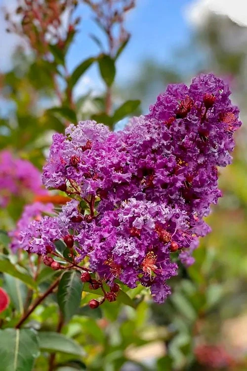 Miss Sandra Purple Crape Myrtle - 6 Pack Of 1 Gallon Pots - Image 4