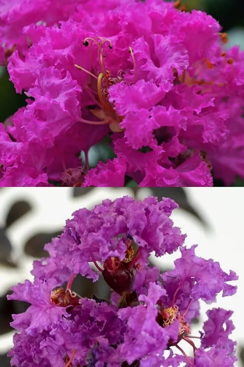 Twilight Purple Crape Myrtle - 7 Gallon Pot (5-6') - Image 6