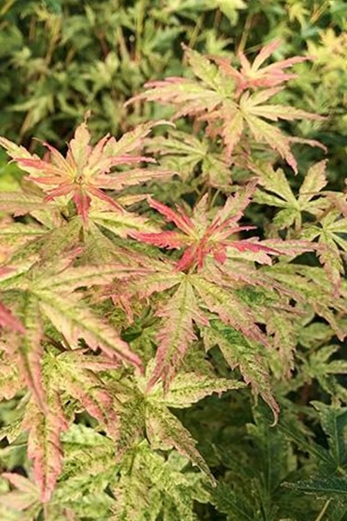 Radiant Variegated Japanese Maple - 3 Gallon Pot - Image 4