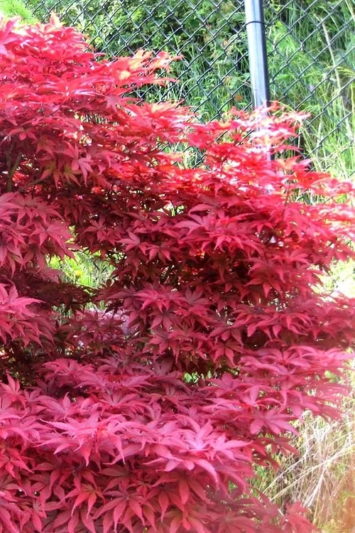 Fireglow Red Leaf Japanese Maple - 5 Gallon Pot (3-4') - Image 6