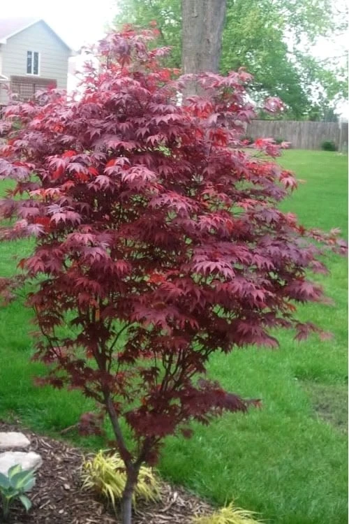 Fireglow Red Leaf Japanese Maple - 5 Gallon Pot (4.5-5.5') - Image 5