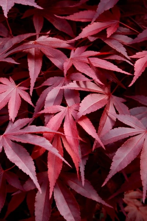 Fireglow Red Leaf Japanese Maple - 5 Gallon Pot (3-4')