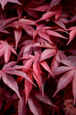 Fireglow Red Leaf Japanese Maple - 5 Gallon Pot (4-4.5')