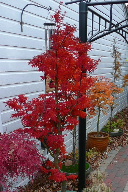 Lions Head Japanese Maple - Acer Palmatum 'Shishigashira' - 5 Gallon Pot - Image 8